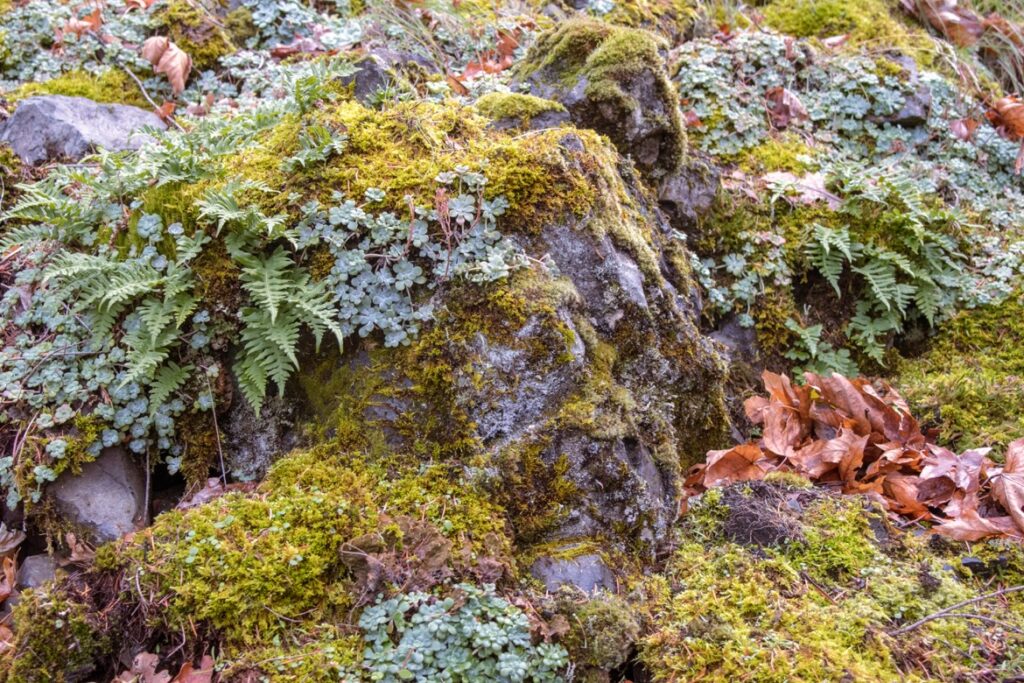 Why Mitchell Point trail is one of the best Hood River hikes