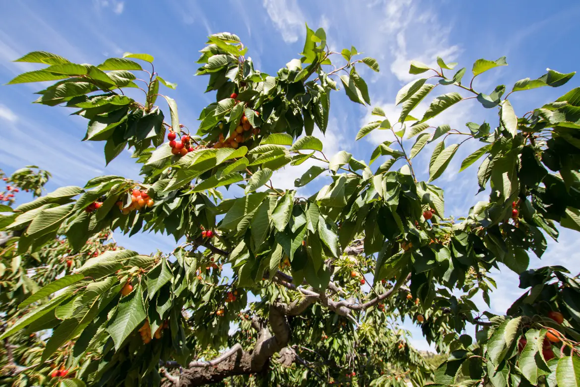 Mosier Oregon cherries