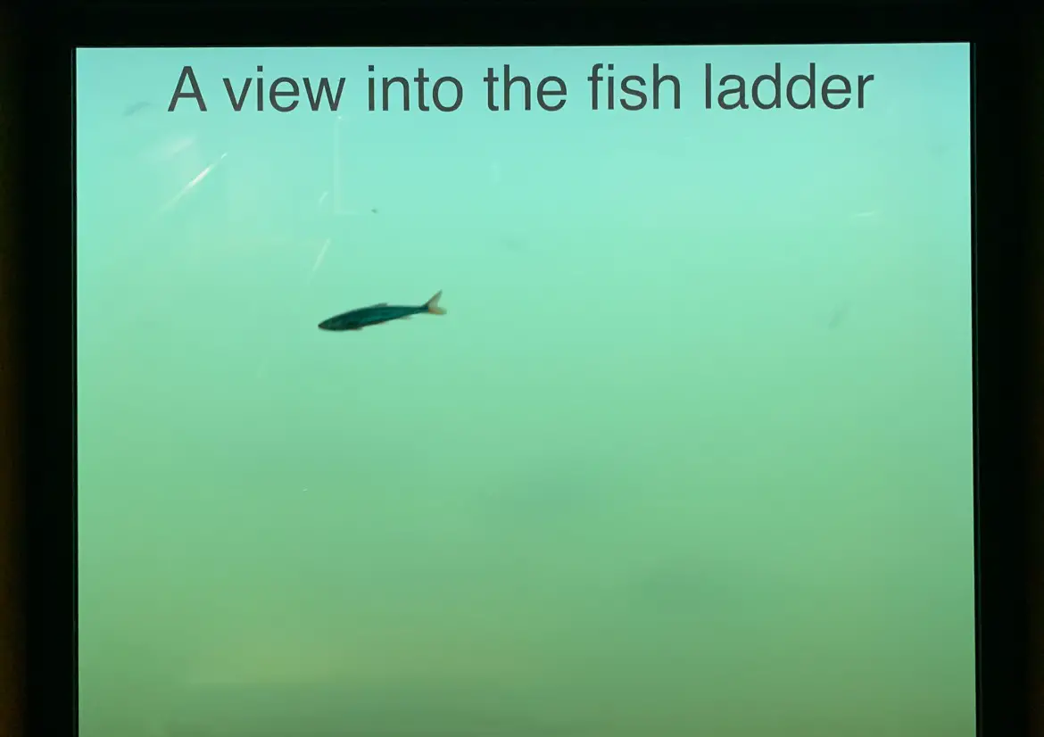 The Bonneville Dam fish ladder
